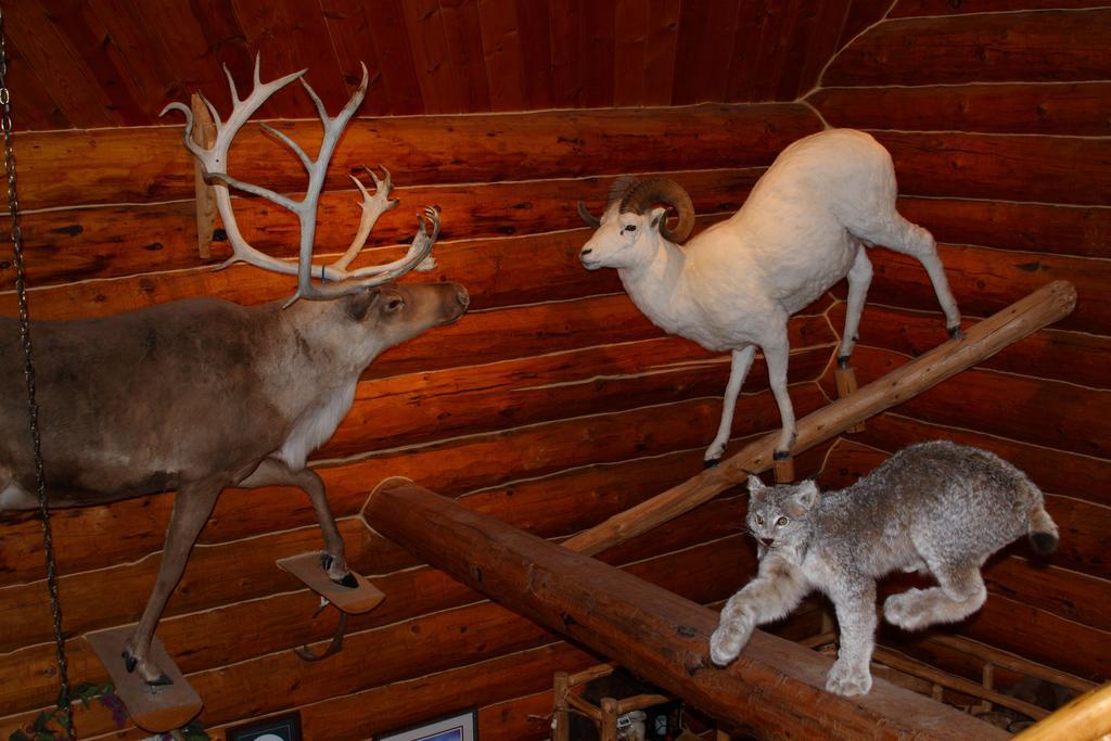 Wise Old Hunter Lodge Anchor Point Quarto foto